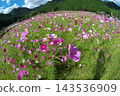 Autumn cherry blossoms blooming in the plateau 143536909