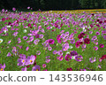 Cosmos field in full bloom 143536946