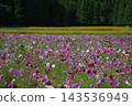 Bright cosmos field 143536949