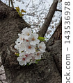 櫻花花束 143536978
