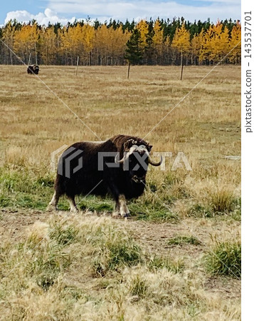 The vast grasslands of Canada and musk oxen The vast grasslands of Canada and musk oxen 143537701