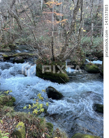 這是一塊“長滿苔蘚的岩石和附生植物”,漂浮在十和田市十和田湖奧入瀨峽谷石賀戶急流的中央。 這是一塊“長滿苔蘚的岩石和附生植物”,漂浮在十和田市十和田湖奧入瀨峽谷石賀戶急流的中央。 143537803