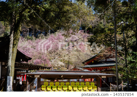 姬宮神社梅林景色 143537854