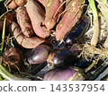 這是我們自家花園裡新鮮採摘的秋季茄子、地瓜和蔥。 143537954