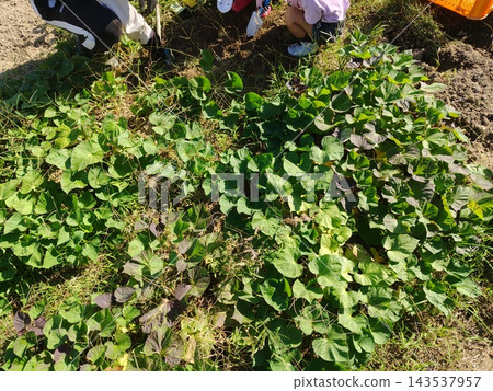 家庭菜園即將收穫的地瓜葉 143537957