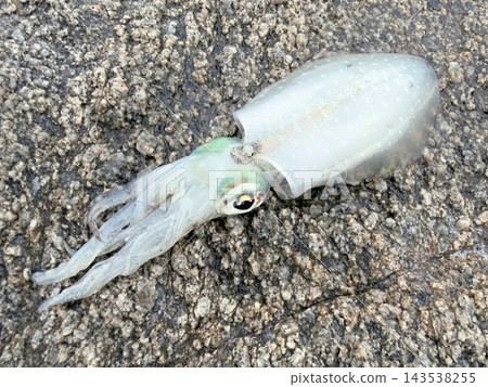 Freshly caught bigfin reef squid placed on the rocky shore Freshly caught bigfin reef squid placed on the rocky shore 143538255
