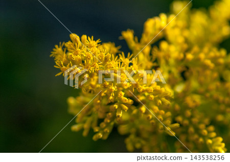 Tall foaming grass (Solidago altissima) Tall foaming grass (Solidago altissima) 143538256