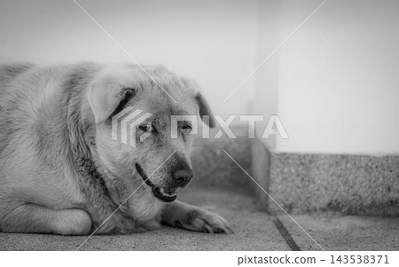Dog lying on a concrete floor beside a wall, with folded front legs, drooping ears and an open mouth, resting while waiting for its owner. Dog lying on a concrete floor beside a wall, with folded front legs, drooping ears and an open mouth, resting while waiting for its owner. 143538371