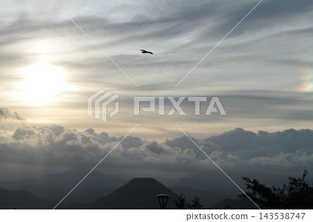 鳥兒飛翔在天空中 143538747