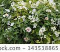 公園鮮花 143538865