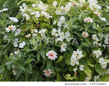 公園鮮花 143538865