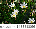 公園鮮花 143538866
