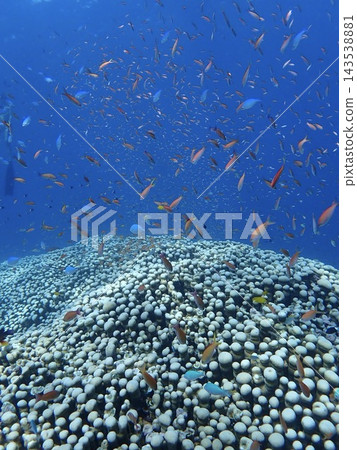 Common staghorn coral and schools of fish spread across the seas of Okinawa's Yaeyama Islands. Common staghorn coral and schools of fish spread across the seas of Okinawa's Yaeyama Islands. 143538881