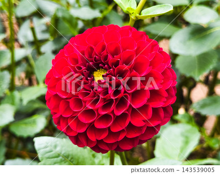 圓形深紅色絨球大麗花 圓形深紅色絨球大麗花 143539005