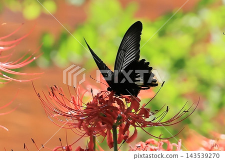 A close-up of a black swallowtail butterfly on a red spider lily. A close-up of a black swallowtail butterfly on a red spider lily. 143539270