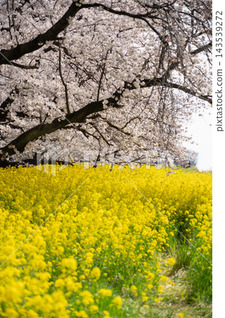 Cherry blossoms in full bloom and rape fields Cherry blossoms in full bloom and rape fields 143539272
