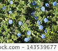 公園鮮花 143539677