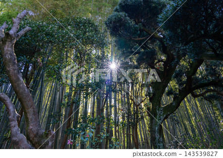 深綠色的竹林和縷縷陽光 深綠色的竹林和縷縷陽光 143539827