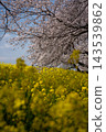 櫻桃和強姦花春天風景 143539862