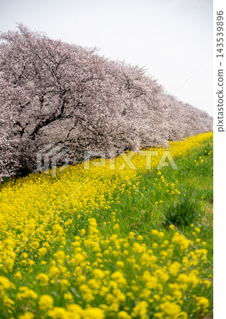 櫻桃和強姦花春天風景 櫻桃和強姦花春天風景 143539896
