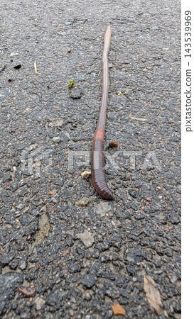 Long earthworm crawling across rough asphalt road surface with damp textured pavement, natural outdoor ground detail, slim segmented body, close view of small wildlife crossing urban pavement Long earthworm crawling across rough asphalt road surface with damp textured pavement, natural outdoor ground detail, slim segmented body, close view of small wildlife crossing urban pavement 143539969