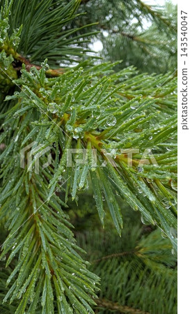 Close up evergreen pine needles covered with fresh rain droplets, showing vivid green texture, sharp natural detail, soft blurred background, and calm forest atmosphere after rainfall Close up evergreen pine needles covered with fresh rain droplets, showing vivid green texture, sharp natural detail, soft blurred background, and calm forest atmosphere after rainfall 143540047