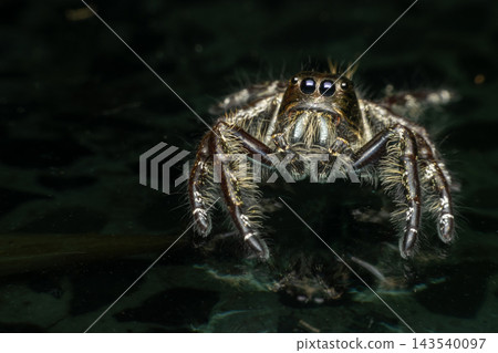 Extreme close up of hairy jumping spider large reflective eyes detailed legs facing the camera glossy dark surface dramatic lighting generous copy space for text. Extreme close up of hairy jumping spider large reflective eyes detailed legs facing the camera glossy dark surface dramatic lighting generous copy space for text. 143540097