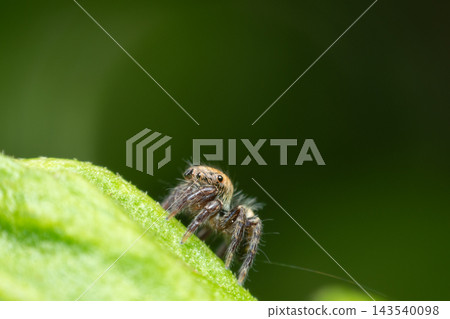 Detailed macro wildlife photograph of tiny hairy jumping spider resting the edge of vibrant green leaf against smooth dark green blurred background natural light ample copy space. Detailed macro wildlife photograph of tiny hairy jumping spider resting the edge of vibrant green leaf against smooth dark green blurred background natural light ample copy space. 143540098