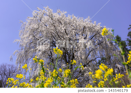 A wide-angle lens shot of weeping cherry blossoms in full bloom against a blue sky. A wide-angle lens shot of weeping cherry blossoms in full bloom against a blue sky. 143540179