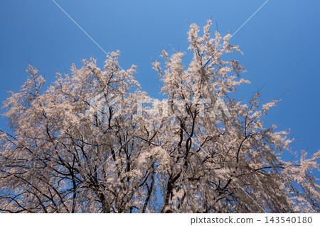 A photo taken looking up from below at a weeping cherry tree in full bloom against a blue sky. A photo taken looking up from below at a weeping cherry tree in full bloom against a blue sky. 143540180