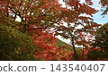 Landscape with autumn leaves 143540407
