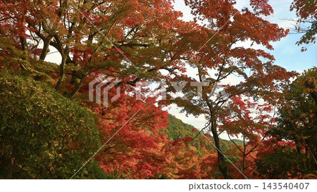 Landscape with autumn leaves Landscape with autumn leaves 143540407