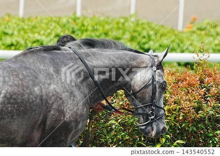 Gray Horse Portrait with Greenery in Background Gray Horse Portrait with Greenery in Background 143540552