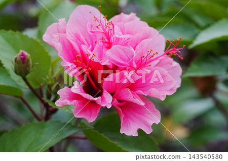 Beautiful Pink Hibiscus Flower Close Up Beautiful Pink Hibiscus Flower Close Up 143540580