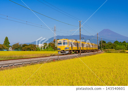 [Shizuoka Prefecture] A yellow train runs through golden rice fields, with Mount Fuji in the background. 143540601