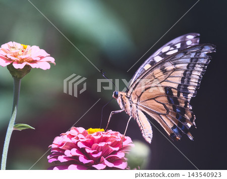 燕尾蝴蝶吮吸花蜜 燕尾蝴蝶吮吸花蜜 143540923