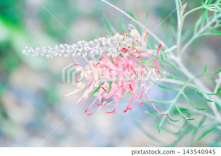 Grevillea banksii or Grevillea Long John or Grevillea Superb or Grevillea Sylvia or Spider flower or Banksia occidentalis or pink flower Grevillea banksii or Grevillea Long John or Grevillea Superb or Grevillea Sylvia or Spider flower or Banksia occidentalis or pink flower 143540945