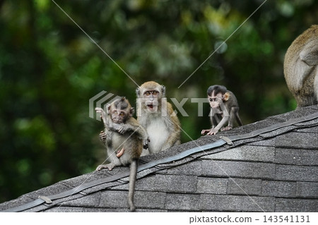 Macaque Monkeys on a Rooftop Family Scene Wildlife Macaque Monkeys on a Rooftop Family Scene Wildlife 143541131