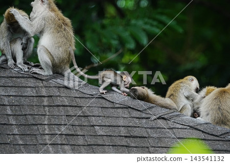 Monkeys on a Roof Top  Macaques Grooming Each Other 143541132