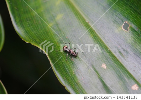 Ant on Green Leaf Close Up Nature Photography Ant on Green Leaf Close Up Nature Photography 143541135