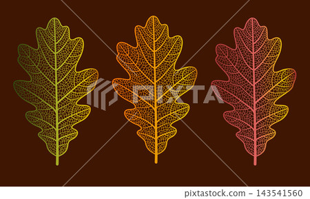 Illustration of three skeleton oak leaves displaying network of natural veins and capillaries in warm vibrant colors, set against a solid dark brown background. Illustration of three skeleton oak leaves displaying network of natural veins and capillaries in warm vibrant colors, set against a solid dark brown background. 143541560