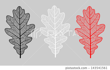 Illustration of three stylized oak leaves arranged horizontally in black, white and red colors, displaying a detailed network of internal veins and capillaries, against a solid grey background. Illustration of three stylized oak leaves arranged horizontally in black, white and red colors, displaying a detailed network of internal veins and capillaries, against a solid grey background. 143541561