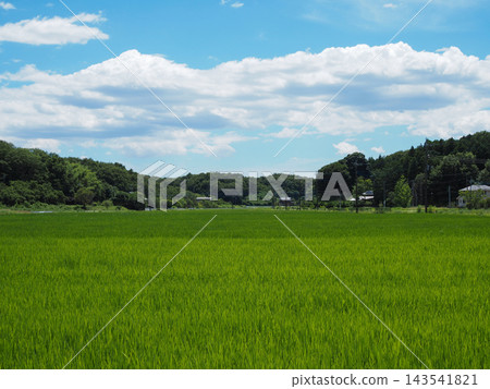 夏天藍天和米領域 夏天藍天和米領域 143541821