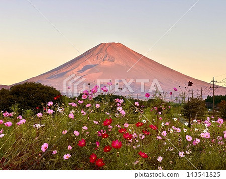 秋天的櫻花樹和富士山 143541825