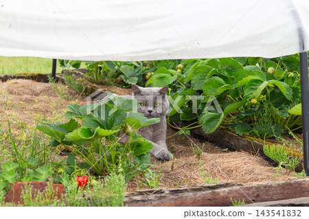 Grey British Shorthair cat peeking from behind green strawberry foliage under a garden canopy Grey British Shorthair cat peeking from behind green strawberry foliage under a garden canopy 143541832