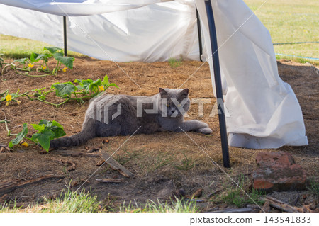 Grey British Shorthair cat resting in the shade under a white fabric garden tunnel canopy Grey British Shorthair cat resting in the shade under a white fabric garden tunnel canopy 143541833