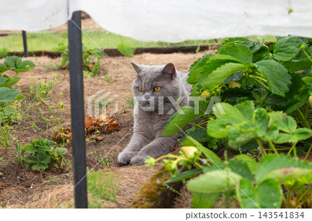 Grey British Shorthair cat lying under a protective garden canopy beside strawberry plants 143541834
