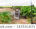 British Shorthair grey cat resting on straw mulch inside a garden bed beneath fabric shelter 143541835