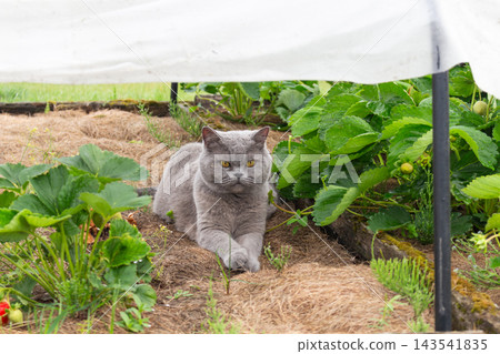 British Shorthair grey cat resting on straw mulch inside a garden bed beneath fabric shelter British Shorthair grey cat resting on straw mulch inside a garden bed beneath fabric shelter 143541835