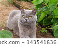 Portrait of a grey British Shorthair cat with yellow eyes lying outdoors in a garden bed 143541836